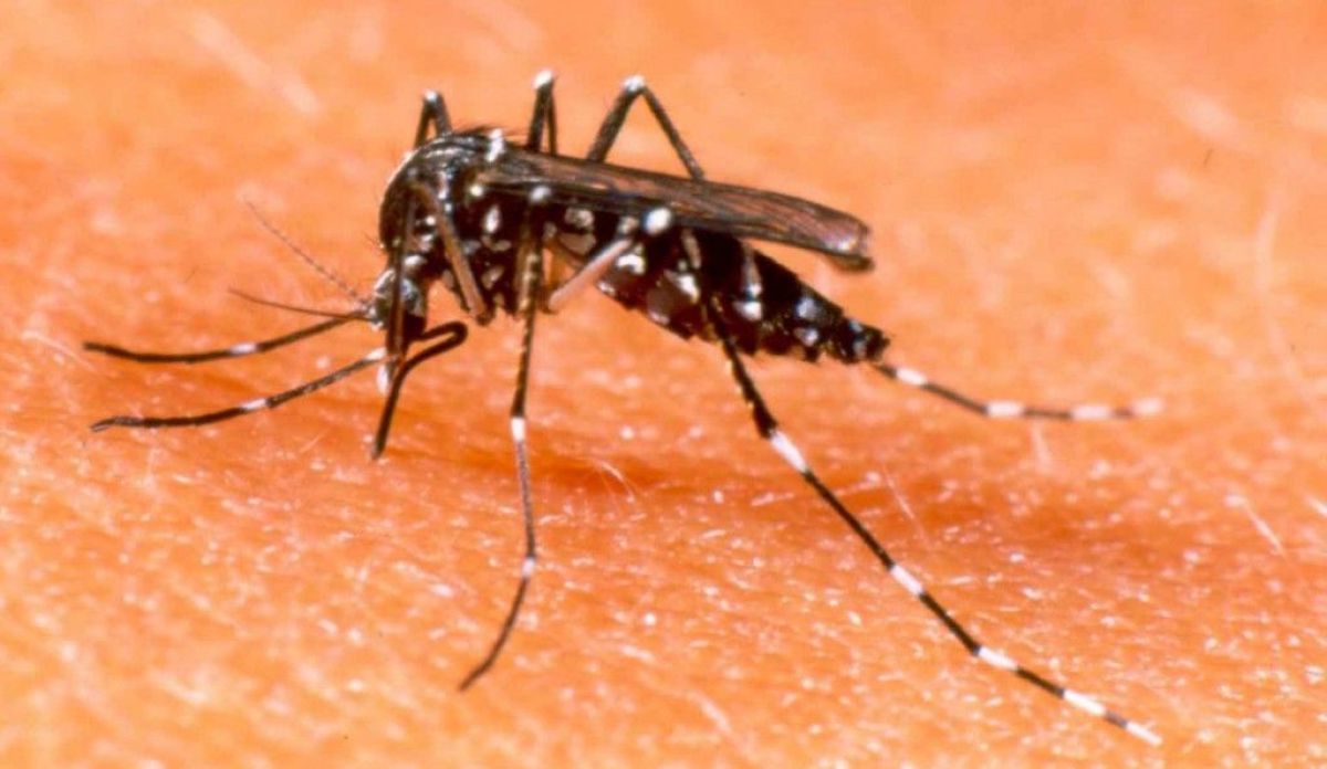 El dengue no da tregua: aumento de casos y preocupación por la falta de repelentes