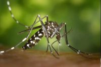 Desde la OPS advierten que habrá récord en casos de dengue en América 