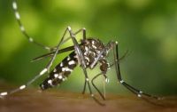 Dengue: hay más de 269 mil contagios y alrededor de 200 muertos en Argentina