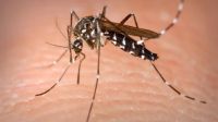 Brote de dengue: la OPS informó que Argentina lidera los casos en América Latina