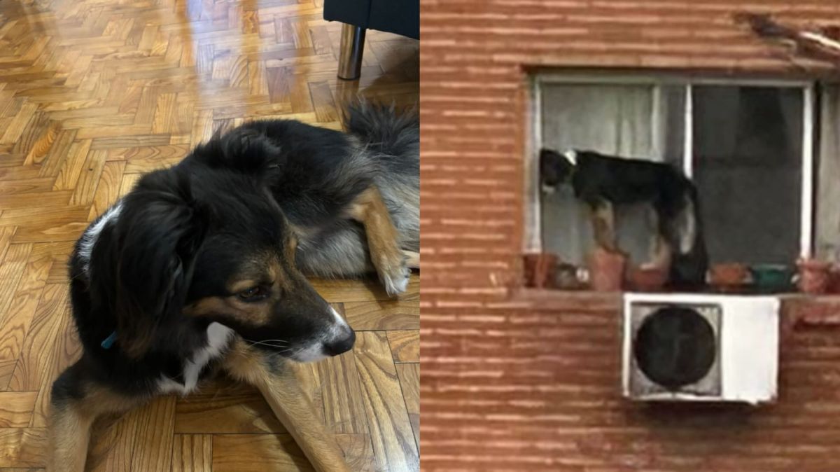 Belgrano: rescataron a un perro que estaba al borde de una ventana en un sexto piso