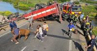 Impactante: Volcó un camión jaula y vecinos carnearon a las vacas en San Pedro