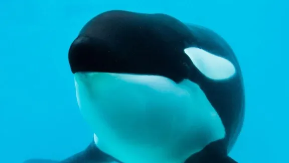 Murió Kshamenk, la orca emblemática de Mundo Marino, tras más de 33 años en cautiverio Murió Kshamenk, la orca emblemática de Mundo Marino, tras más de 33 años en cautiverio