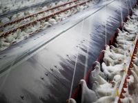 Alerta en Uruguay: detectan casos de gripe aviar de alta patogenicidad y activan la emergencia sanitaria