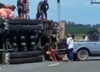 Pergamino: Volcó un camión con ganado y murió el conductor tras quedar atrapado en la cabina