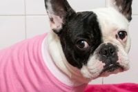 Una veterinaria deberá pagarle $17 millones a una clienta por la muerte de su perro