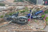 Mendoza: Murió un motociclista tras ser aplastado por un árbol por el viento Zonda