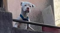 Rescataron a "Agosto", el perro de Barrelier: presentaba un avanzado cuadro de desnutrición