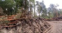 Villa La Angostura: Millonaria multa al dueño de un terreno por tala ilegal de arrayanes