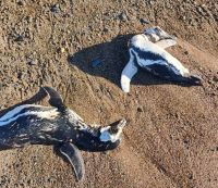 Hallaron decenas de pingüinos de Magallanes muertos en Chubut y Santa Cruz