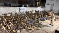 US$40.000 por un ciervo: investigan posible red ilegal de caza en Entre Ríos