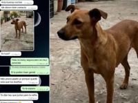 Buscaba a su perra desaparecida y la quisieron estafar con fotos generadas por IA