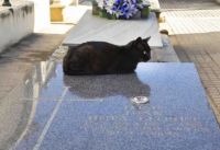 En Córdoba, evalúan un proyecto para permitir entierros de personas junto a sus mascotas