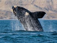 Alertan por la muerte de ballenatos en Chubut y analizan una bacteria marina