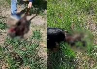 Entre Ríos: se filmaron torturando a un gato hasta dejarlo agonizando y matarlo