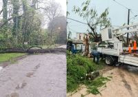 Temporal en la Costa: caída de árboles, anegamientos y dificultades para circular