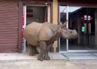  Insólito: aparecieron dos rinocerontes en un cajero automático de Nepal