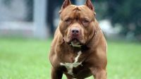 Tragedia en Moreno: un nene de cuatro años murió siendo atacado por un pitbull