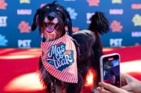 Yoga con cachorros, desfiles y adopción de mascotas: llega un festival gratuito a Buenos Aires