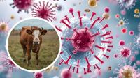 Francia reportó el primer caso humano del virus Shamonda: qué se sabe y cuáles son los riesgos