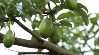 Tragedia en Quilmes: murió un bebé tras ser golpeado por una palta que cayó de un árbol